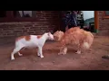 Lagu Kompilasi Kucing berantem..  Cat fights compilation
