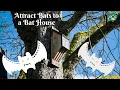 How to Attract Bats to a Bat House How to Attract Bats to My Bat House