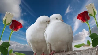 اهيلا يوني جورج جربقجي دندنها