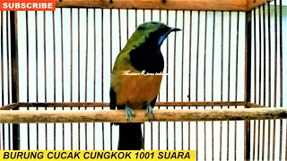 Download CUCAK CUNGKOK SUPER GACOR ISTIMEWA ! full isian ~ Tembakan Istimewa ~ for Murai C. Ijo Kacer Cendet MP3