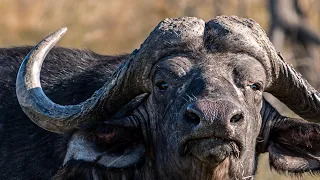 Dagga Boy Hunt In Zimbabwe With Charlton McCallum Safaris 