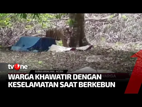Harimau Masuk Perkebunan Warga di Subulussalam