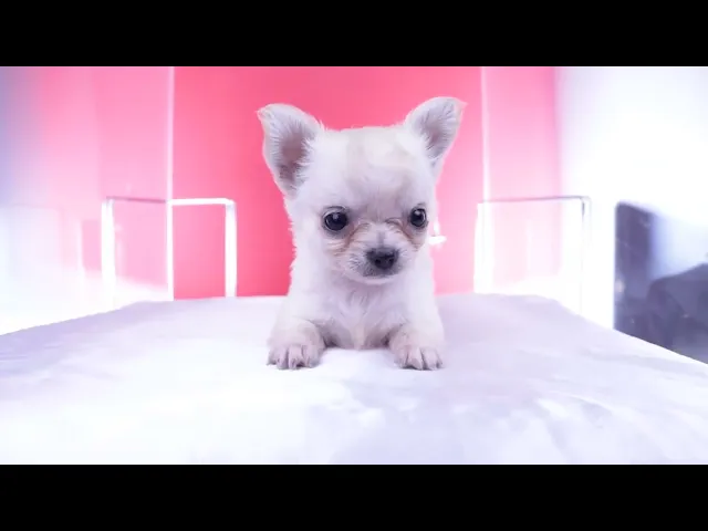 動画