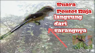 suara pentet raja di alam