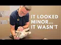 This Limping Cat Had a Hidden Serious Injury