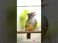 Download Lagu Cucak Jenggot Beset Gacor Mesin Jahit #cucakijoemmositinggi #birds #kicaumania #burungkicau