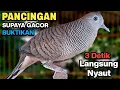 Perkutut Lokal Gacor Suara Paling Ampuh Untuk Pancingan Burung Perkutut Agar Bunyi.