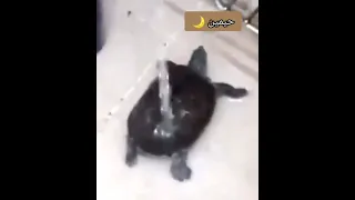 احمد محسن يا حمد محسن 