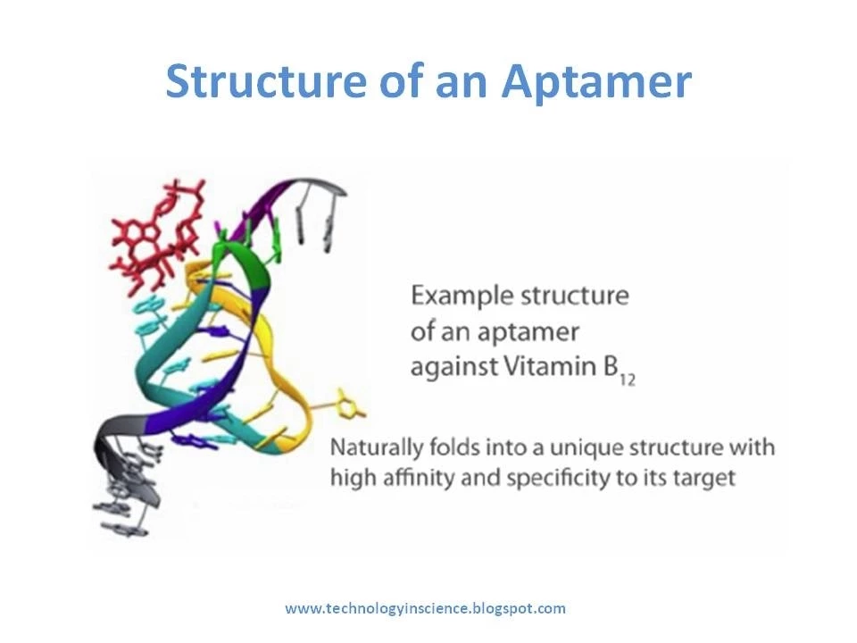 Aptamers in Therapeutics and Diagnostics | Oligonucleotide Applications