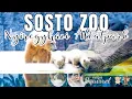 Download Lagu Sosto Zoo (Nyíregyházi Állatpark), Hungary, 2025
