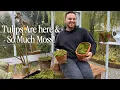 Lagu A Surprise Bulb Delivery \u0026 Stunning Moss Project! || Visit Our Garden