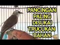 Download Lagu Pancingan trucukan BAHAN trucuk ombyokan dan malas bunyi agar bunyi gacor