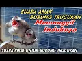 Download Lagu Suara anak burung trucukan memanggil induknya, jernih ampuh memanggil burung trucukan