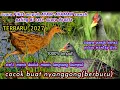 Download Lagu SUARA BURUNG AYAM-AYAMAN SAWAH| TERBARU 2022|1000%PIKAT AMPUH