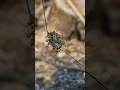 Download Lagu Cara mudah ternak lebah madu 🐝😲