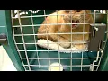 Download Lagu Angry Cat at the Vet | Fractious Cat Restraint