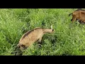 Download Lagu BRESKVICA  | Baby goat graze | Bells ringing | Extreme Relaxation