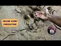 Download Lagu JEJAK KAKI SANG PREDATOR