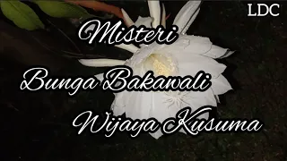 Download MISTERI BUNGA WIJAYA KUSUMA ( BUNGA BAKAWALI ) MP3