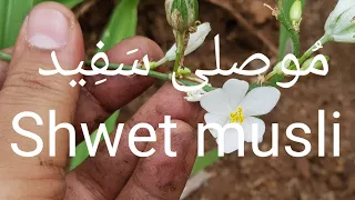 س ف ید موصلی کی شناخت اور معلوماتSafed Musli Chlorophytum Borivilianum Ke Fayde 