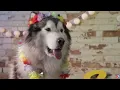 3 HOURS of Sweet Dreams for Dogs 🐶☁️ Peaceful Music to Relax Puppies & Ease Home Alone Stress🎵No ADS