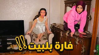 لقينا فارة بالبيت   ردة فعل ماما   تبديل الملابس الشتوي بالصيفي  دندنها