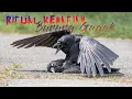 Download Lagu 5 Fakta Unik tentang Burung Gagak