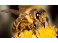 Bee Stock Images