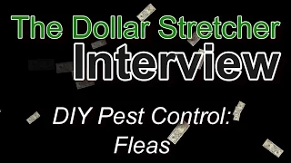 DIY Pest Control Fleas The Dollar Stretcher