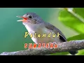 Download Lagu Suara Khas Pelanduk Buttikofer Sumatera Yang Jarang Ter Expose