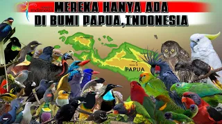 burung burung endemik pulau papua dan suara kicauan aslinya