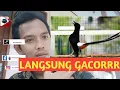 Download Lagu Murai batu lampung super ini GUNAKAN untuk pancingan suara murai batu Anda yang macet