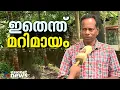 രാത്രിയില് പൊലീസ് പിടിച്ച ചന്ദന തൈലം നേരം വെളുത്തപ്പോള് വെള്ളമായി കഥ| Sandalwood | Police