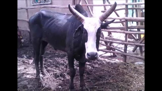 Badany Koko TSY MIALY 