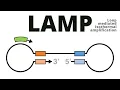 Loop mediated isothermal amplification LAMP protocol explained