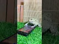 Download Lagu How can I get my phone 📱/ bullfrog protect phone frogs screaming #funnyvideo #shorts