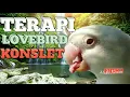 Download Lagu Terapi suara burung lovebird konslet