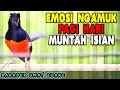 Download Lagu PANCINGAN murai batu GACOR DOR pagi hari melatih lawan BONGKAR ISIAN