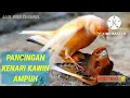 Download Lagu PANCINGAN KENARI KAWIN AMPUH - DIJAMIN TOKCER ! #masteran #pancingankenari #kenarikawin #viralbirds