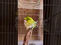 Download Lagu Ritual untuk mempertahankan kelangsungan jenisnya | Burung parkit kawin