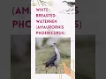 Download Lagu Discovering the White-Breasted Waterhen: Fascinating Facts and Behaviors
