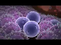 Antibody-Dependent Cytotoxic Activity MOA Animation