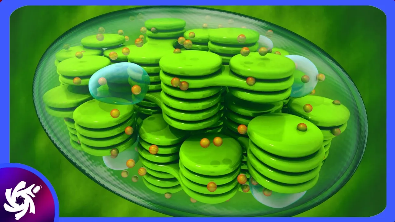 Chloroplast in 4 Minutes - (Structure And Functions)🌱