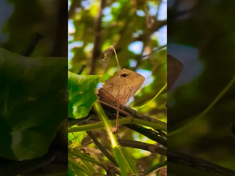 Primitive builder #lizard #sorts #forest #butterfly
