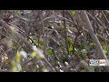 Bird populations in Central Illinois show accelerated decline per recent study