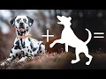 Top 8 Dalmatian Mixes - Which One Will You Go For