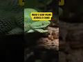 Download Lagu Tahu kah kamu⁉️ inilah 3 ular yang paling berbisa di dunia 🐍 #fakta #faktaunik #hewan #ular #alam
