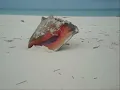 Zac Brown Band - Knee Deep (ft. Jimmy Buffett)