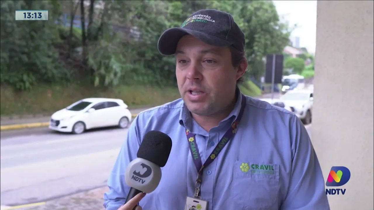 Cultivo de cebola, arroz e trigo é prejudicado pela chuva intensa no Alto Vale