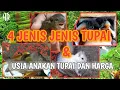 Download Lagu 4 jenis jenis tupai \u0026 daftar harga tupai anakan